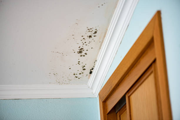 Best Toxic Mold Removal  in Offutt Af, NE