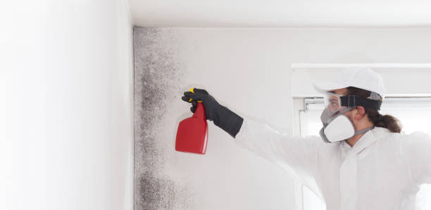 Best Certified Mold Removal  in Offutt Af, NE